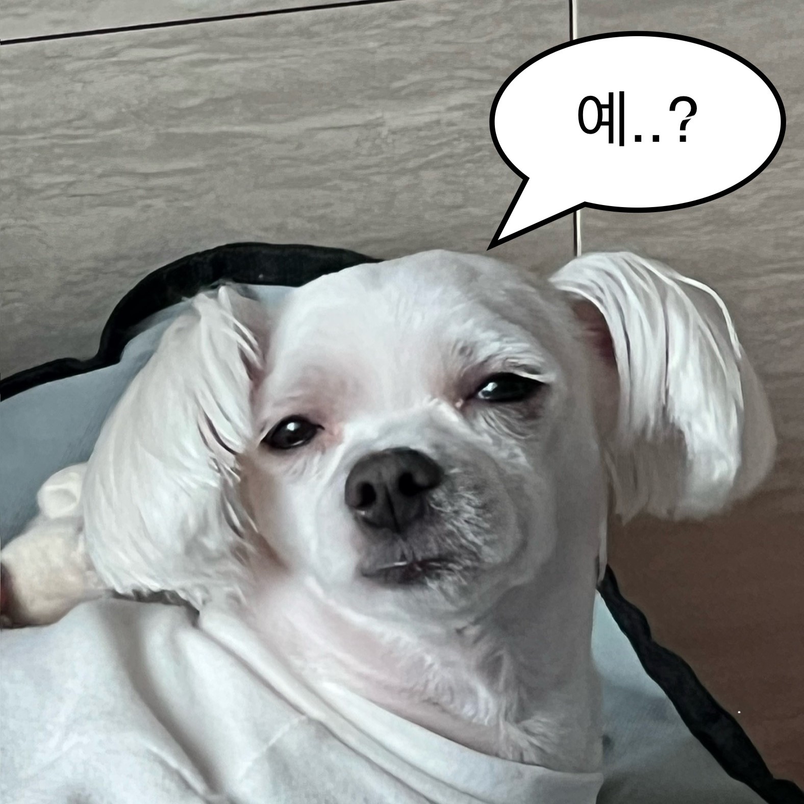 완성본 미리보기